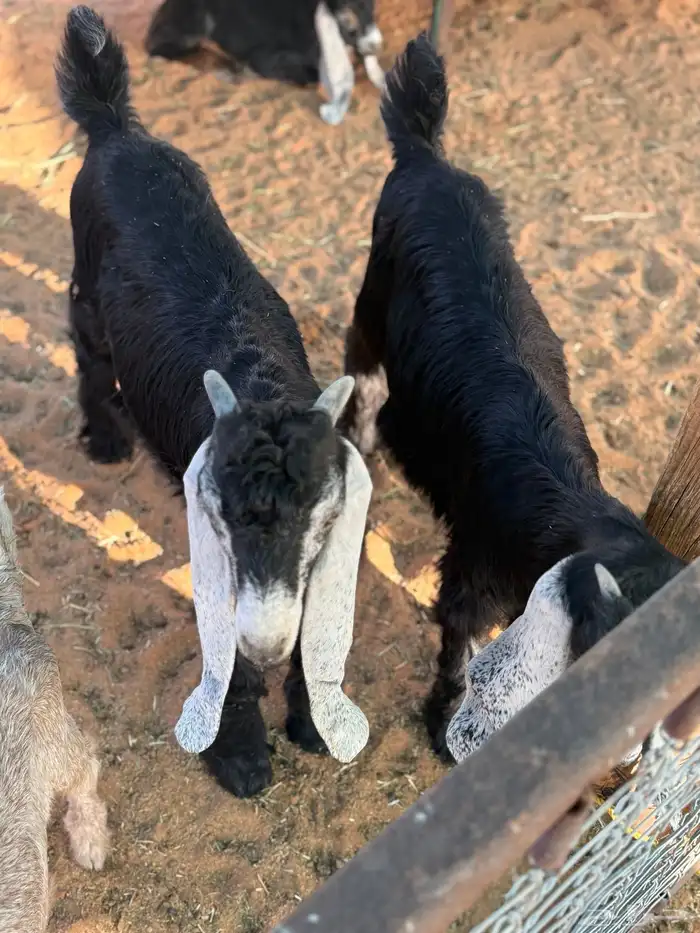 عنز عارضه متاومه 6