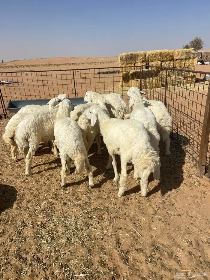 بهم حري خرفان 1