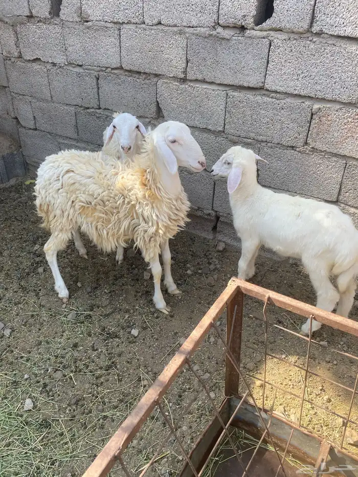 رخال 1