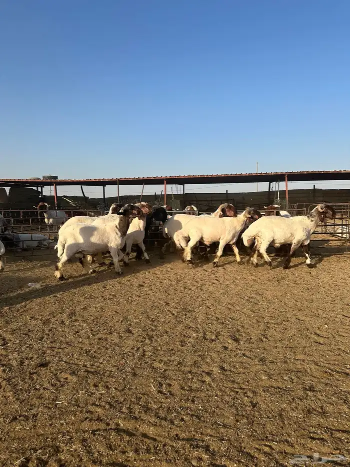 جذعان أنعينم صنف اللبييع 0