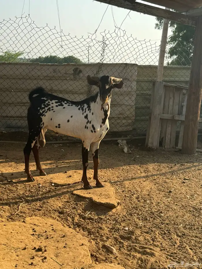 للبيع فحل بيشي 2