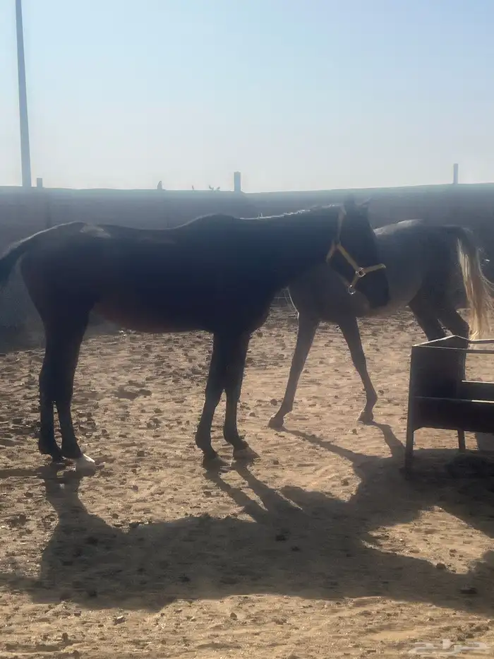 خيول فرس مهر مهره 3