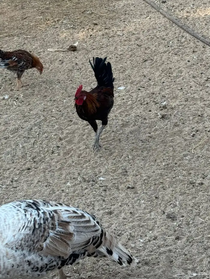 عدد 20 ديك للبيع تفريد وجمله 1