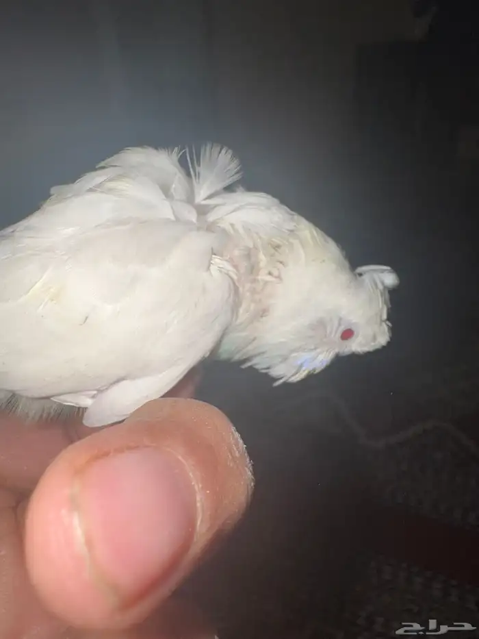 9فروخ بابدجي وهوقو ودرده ووردتين الاحساء المبرز 4