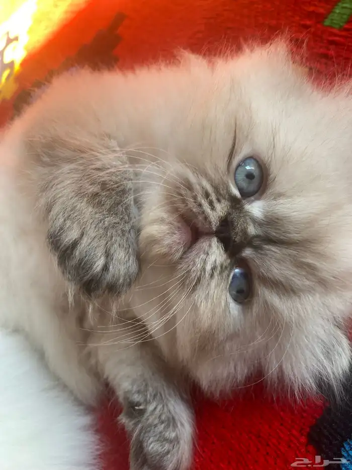 هاف بيكي فيس للبيع 1