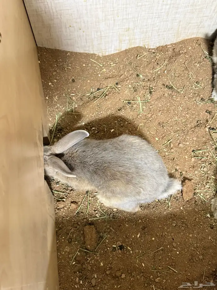 ارانب بلدي ذكور 2