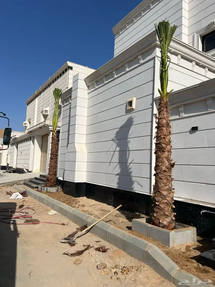 نخل زينه واشنطني ونخل عربي مثمر 2