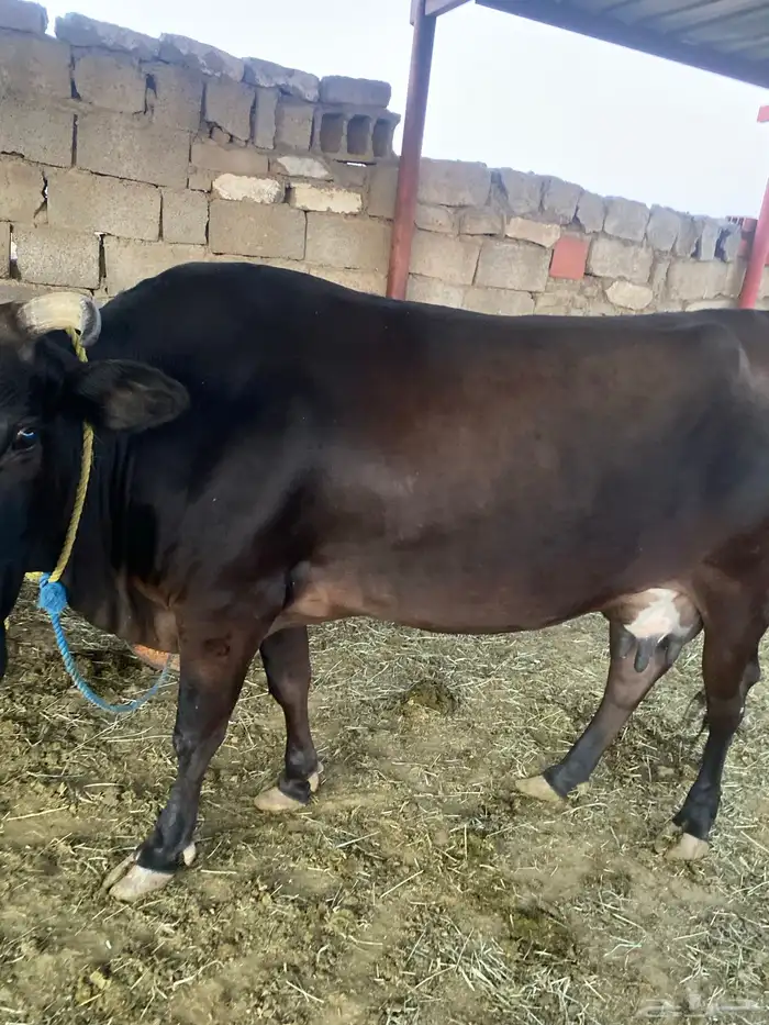 بقرة للبيع 1