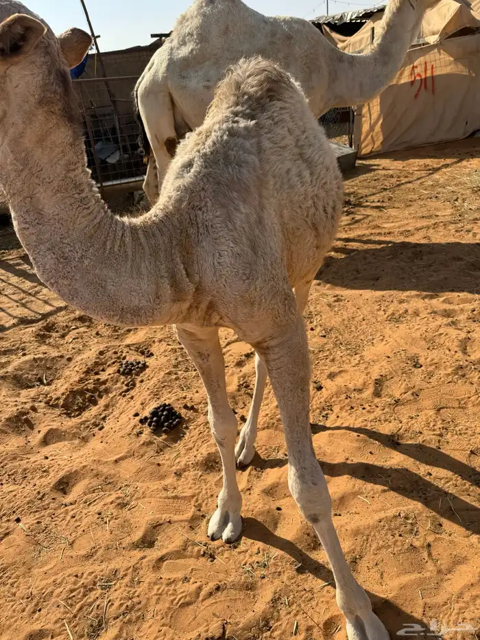 حوار ذبح اليوم 1