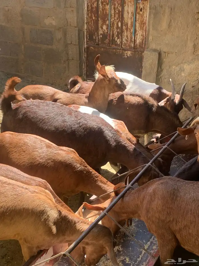 معزا جنوبيه مراح طيبه كلها من الجدعه الى السديدس تحتها تسعه 19