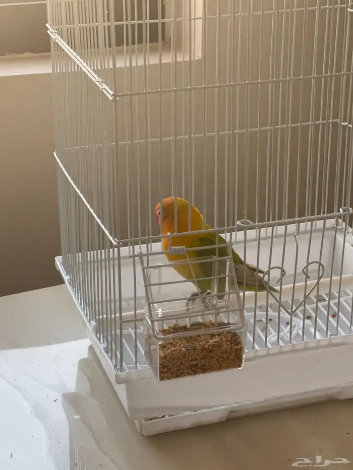 طير روز مع القفص 2