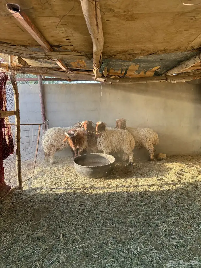 طليان نعيم 1