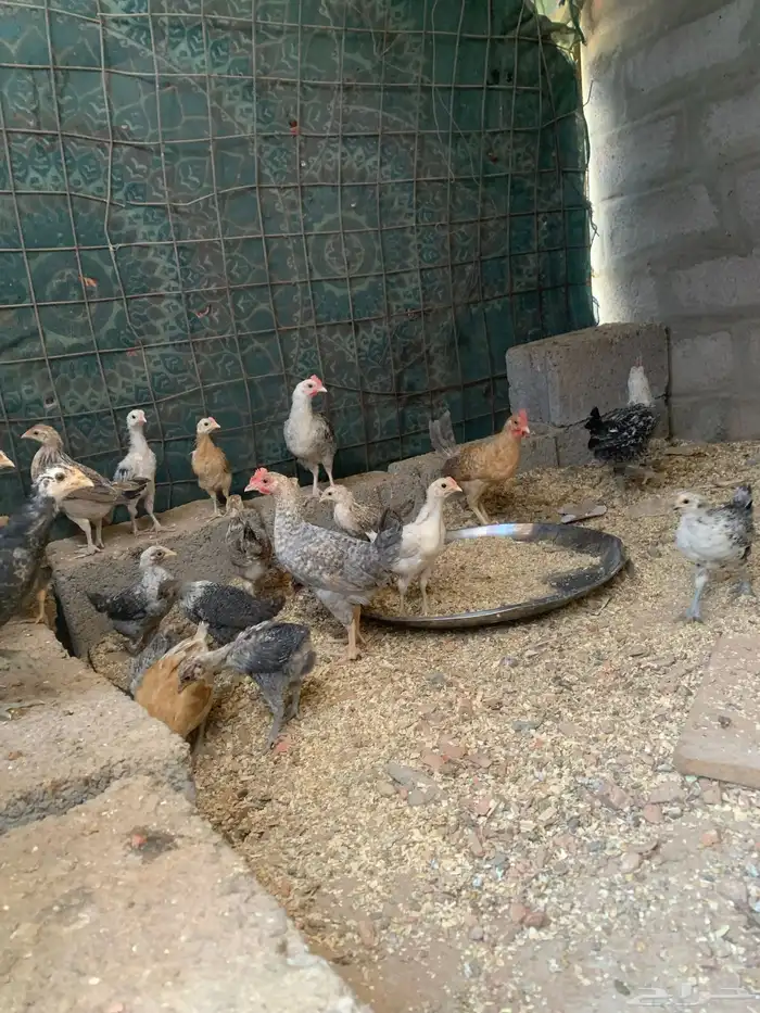 دجاج للبيع نضيف شرط 0