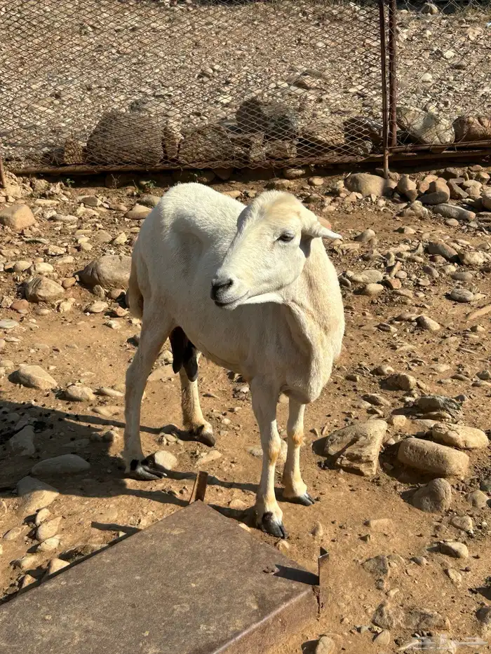 نعجه رفديه دافع 1