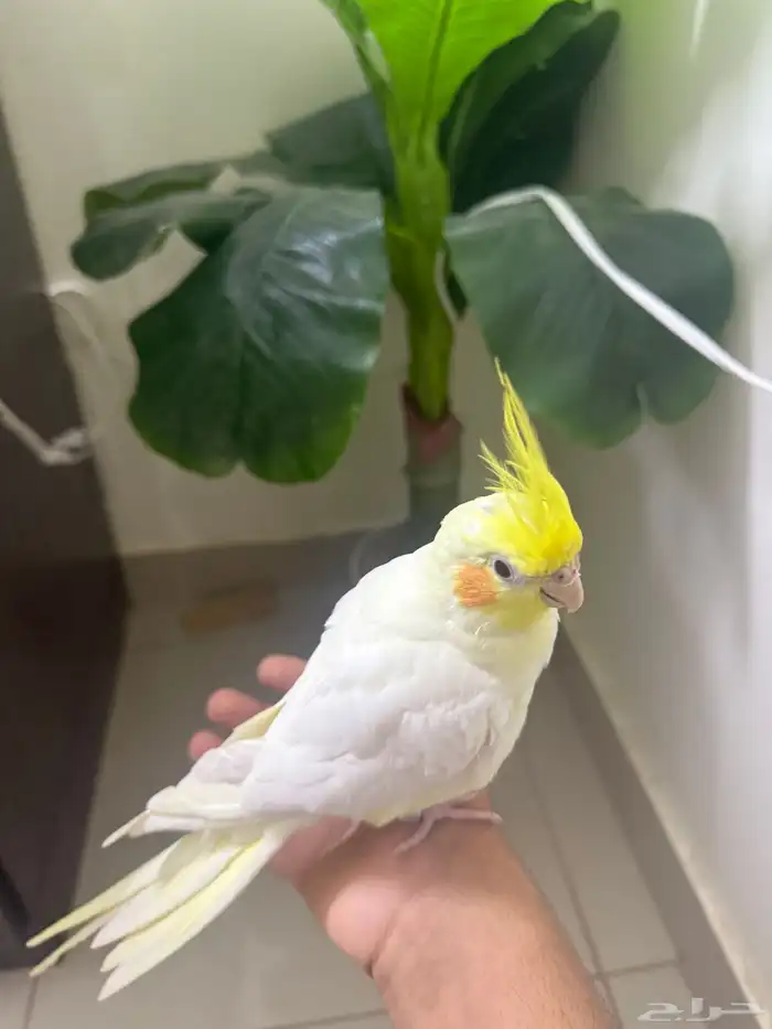 للبيع كروان متكلم لاتينو عيون حمر 3