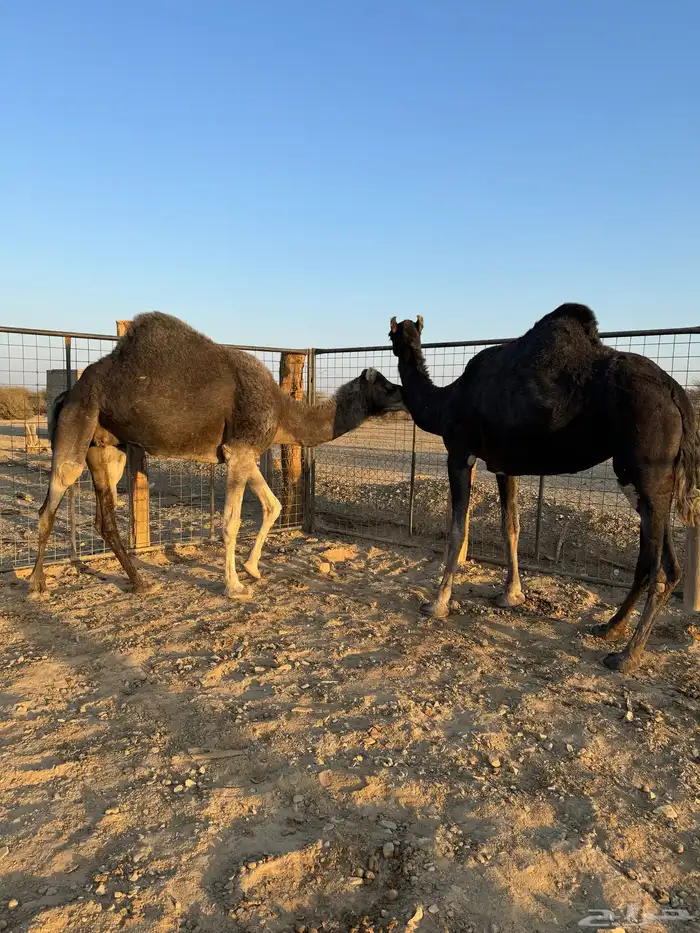 نياق خوات بعض ولايف 3