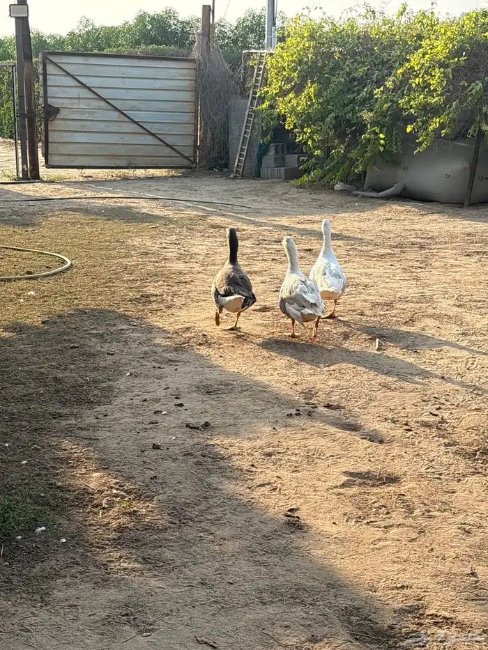 وز ذكر و انثتين 5