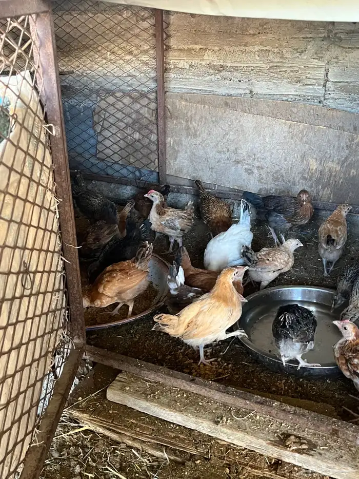 صيصان دجاج بلدي حضان 1