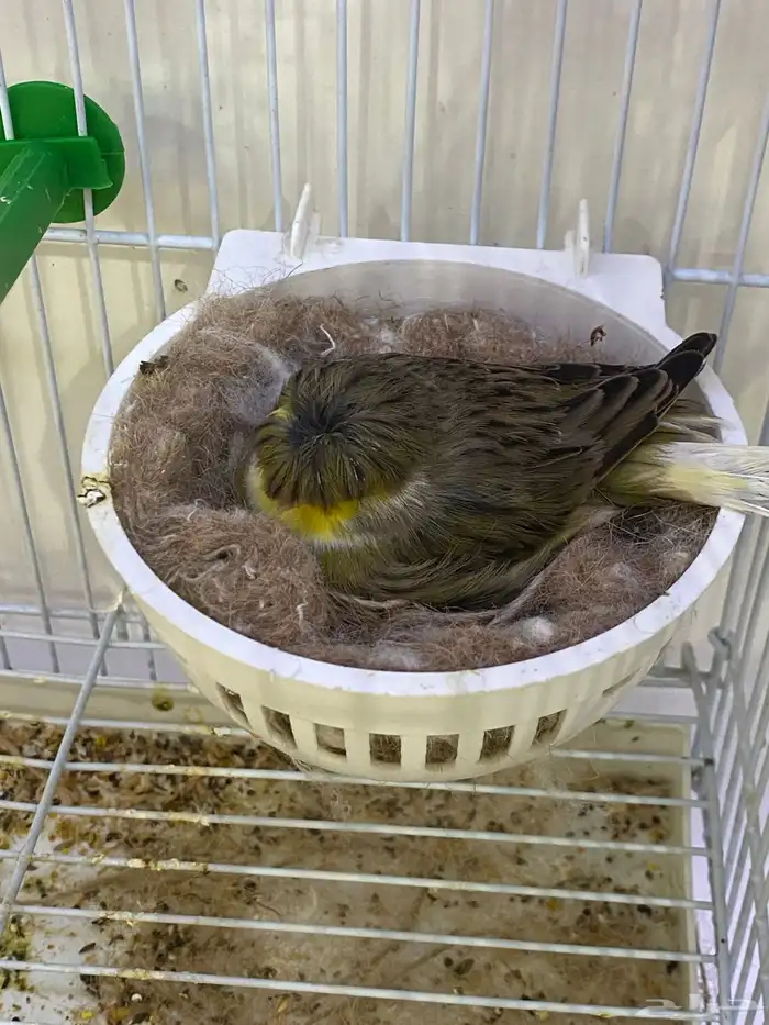 انثى جولستر تحتها بيضة 0