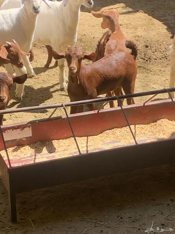 معزا جنوبيه مراح طيبه كلها من الجدعه الى السديدس تحتها تسعه 5