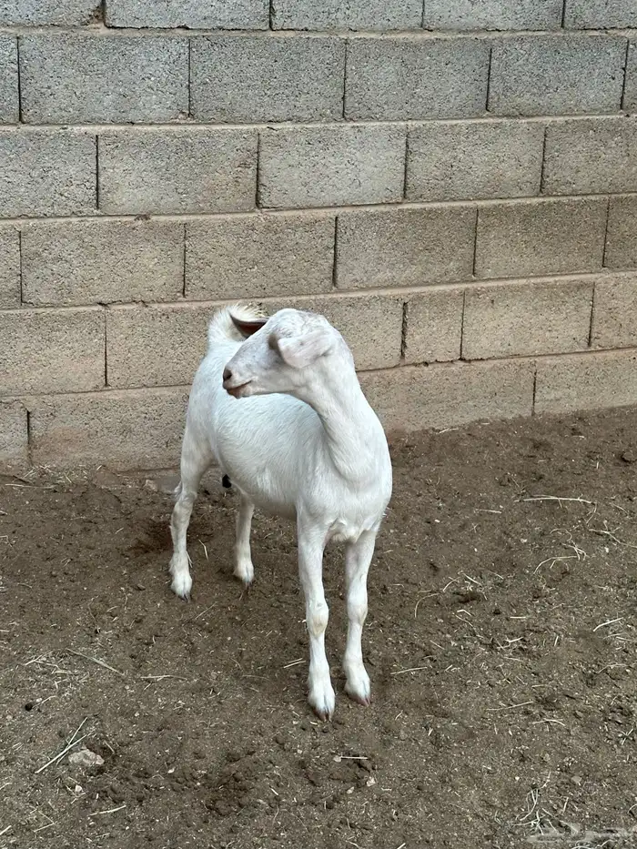 عناق فل شحم او مقنى 5