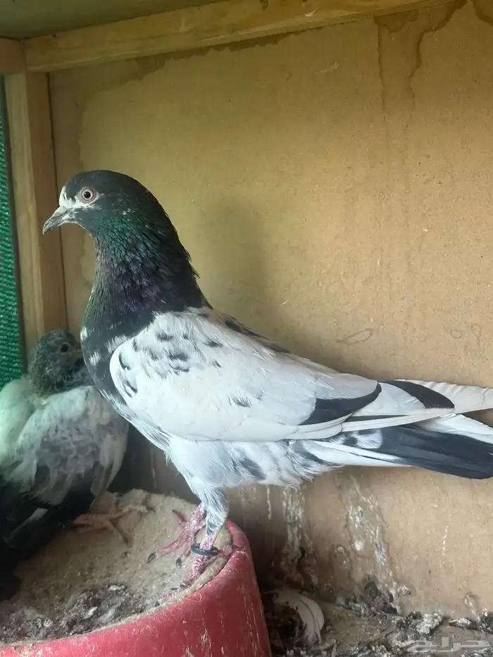 حمام للبيع 16