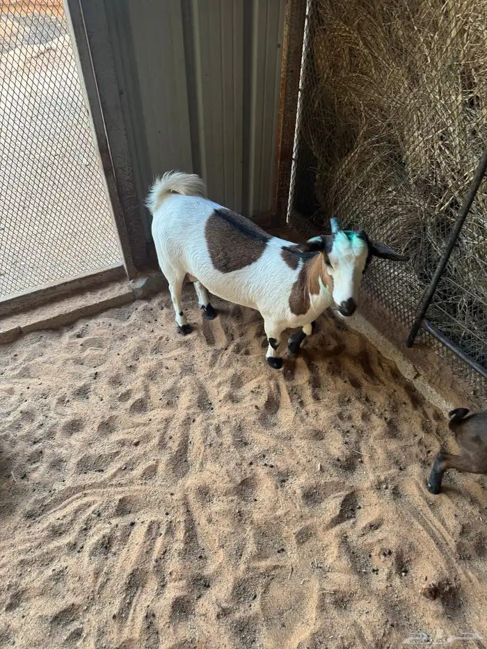 ماعز قزمية معها جفره للبيع 4