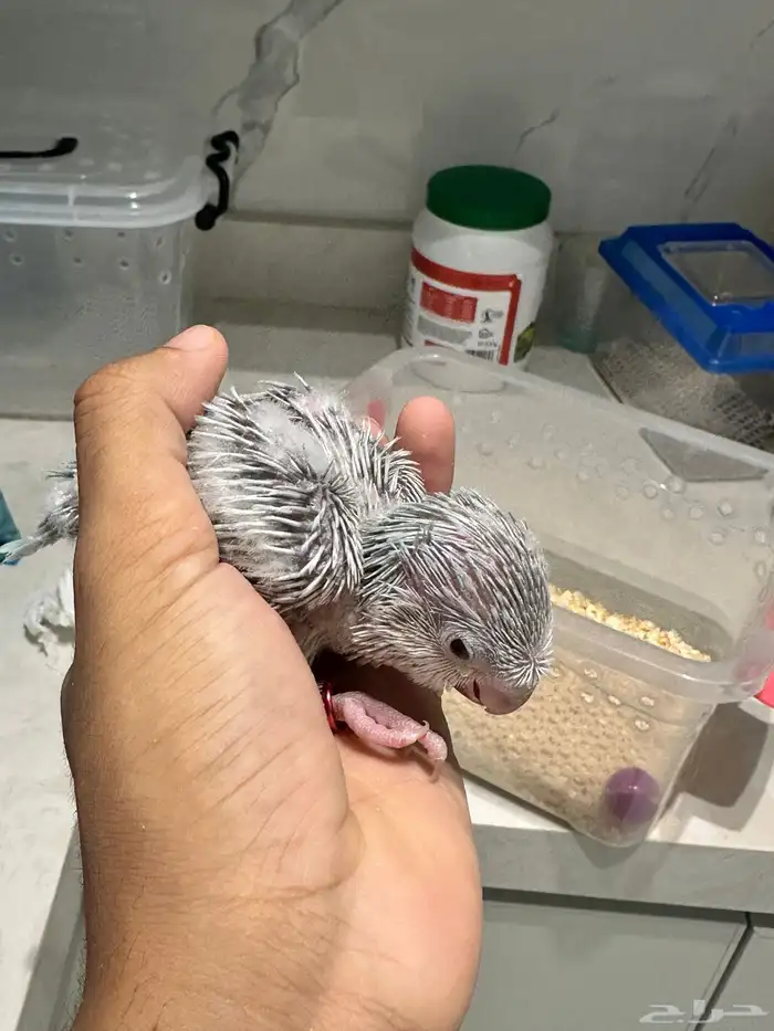 فرخ كويكر دايلت عيون حمراء 1