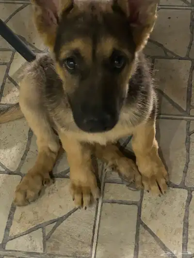 كلب جيرمن صغير index