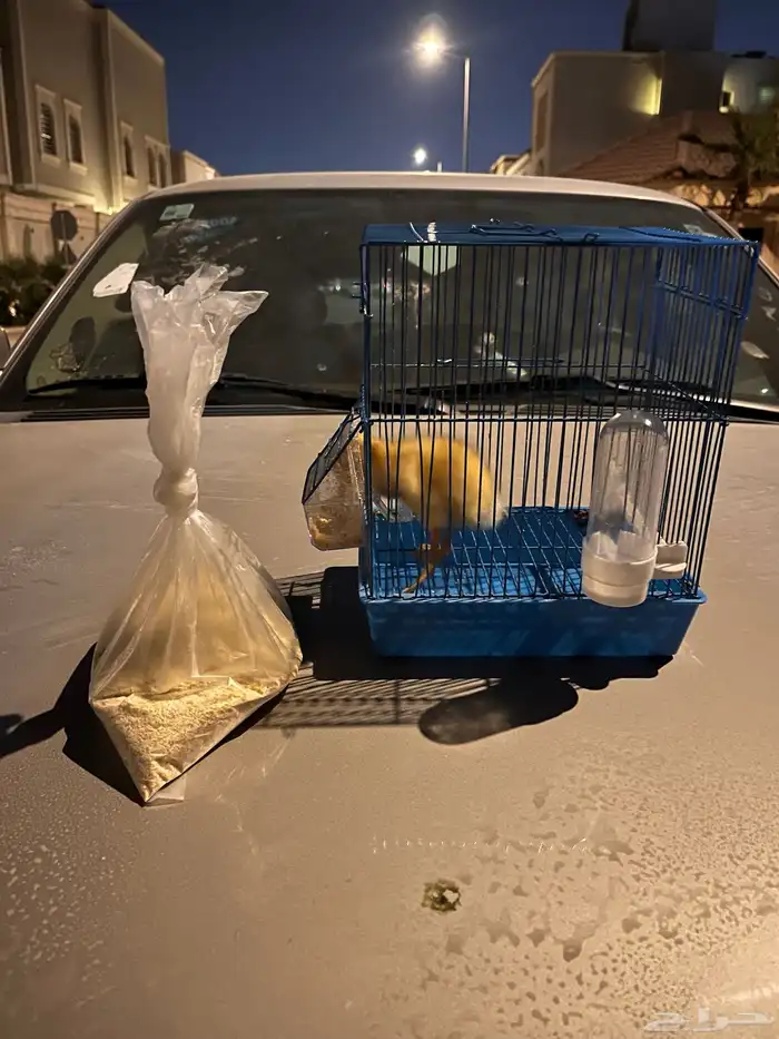 (بطه  انثى عمره اسبوع ) للبيع ب سعر 45 صامل 2