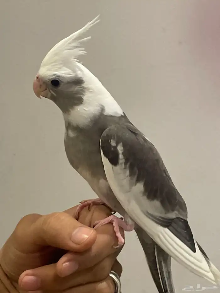 كروان هولندي اليف جدا  وهدد وصحه ونظافه فرخ للبيع 3