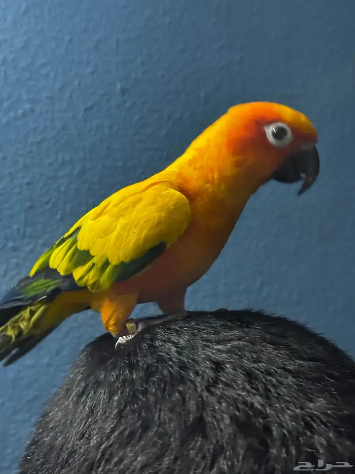 صن كنيور أليف الشامسي 0