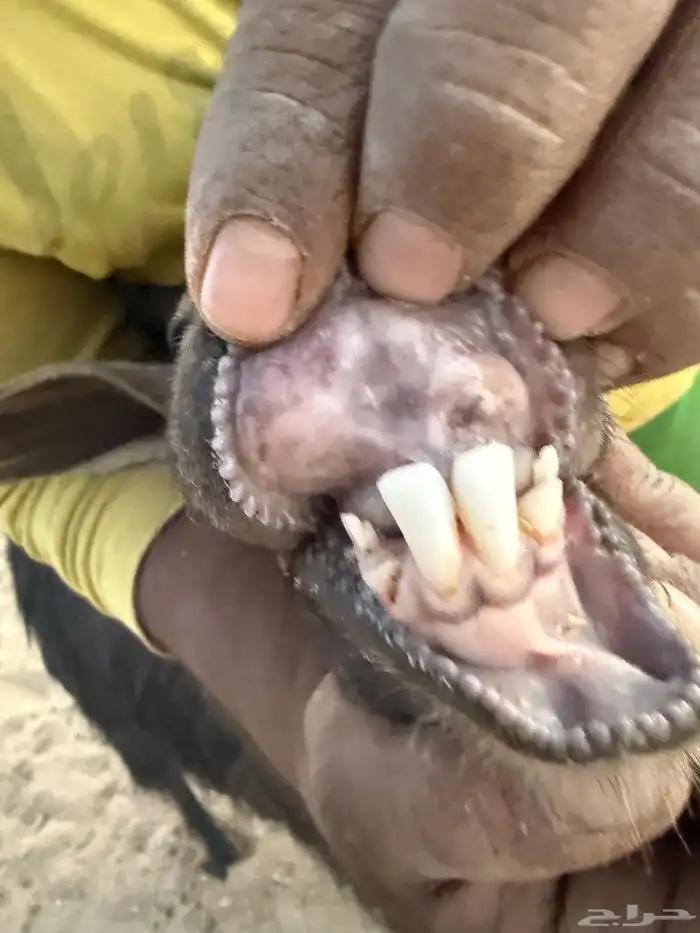 تيس فحل شرط الصحة السن رباع 2