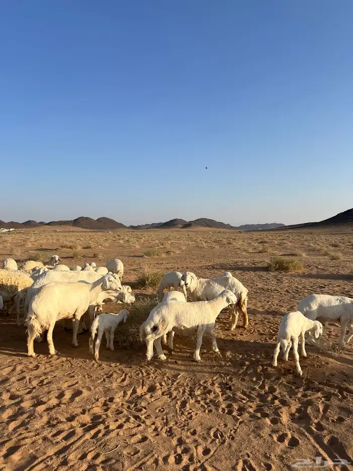 غنم مراح العدد 51 رأس 4