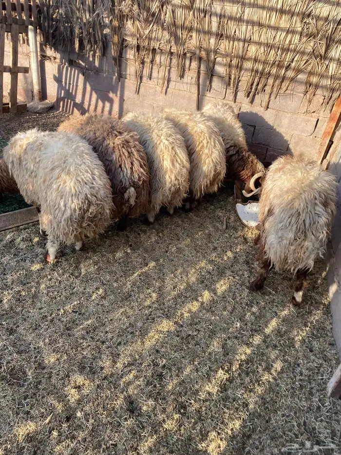 جذعان فاخره مقفله 6