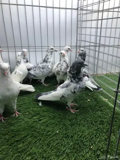 مجموعة هايفلير وهندي index