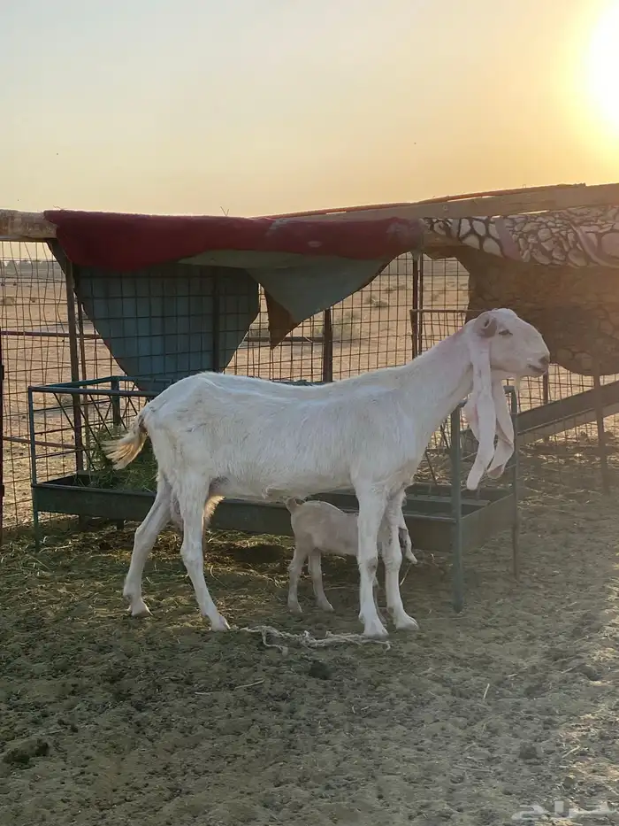 عنز تحتها جفرة 1