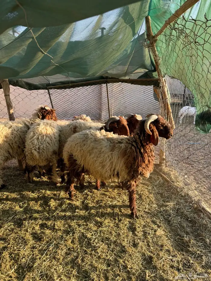 طليان نعيم 2