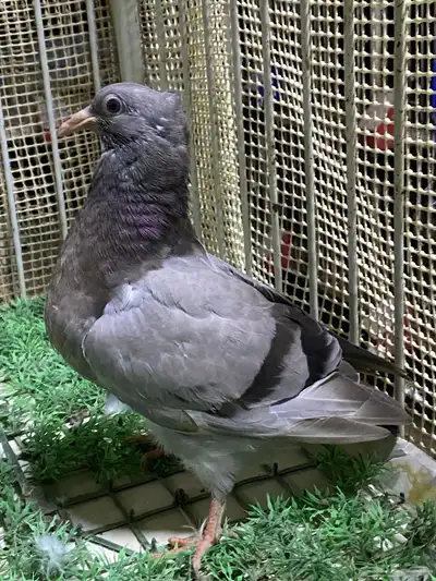 زاجل ارشنجر index