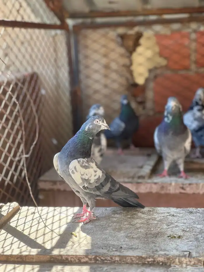 حمام بكستاني شينا(تم البيع ) 1