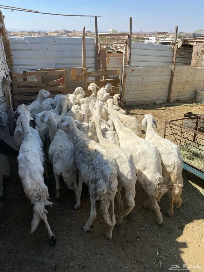 24 شاه غنم مسراح 7