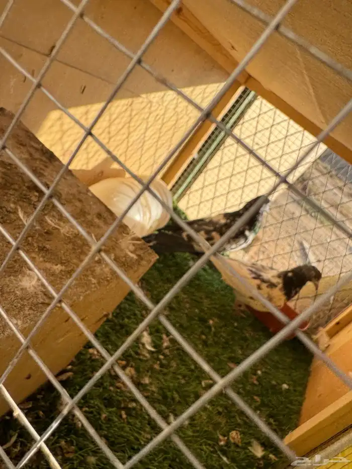 حمام باكستاني مستوى طيب 4