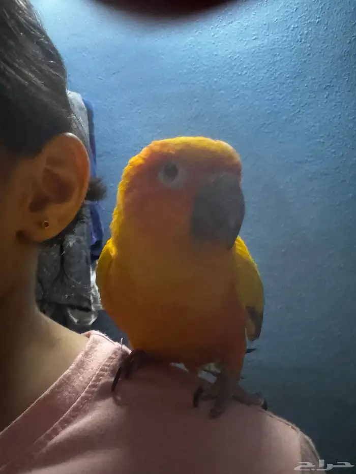 صن كنيور أليف الشامسي 5