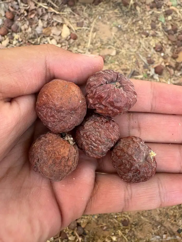 بذور السدر البلدي 2