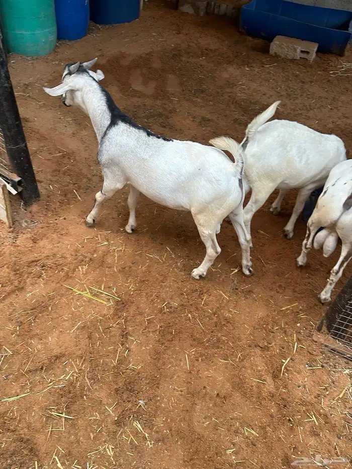 سواكن عدد 17 43