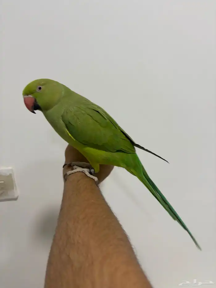 انثى ببغاء الدرة متكلمة 3