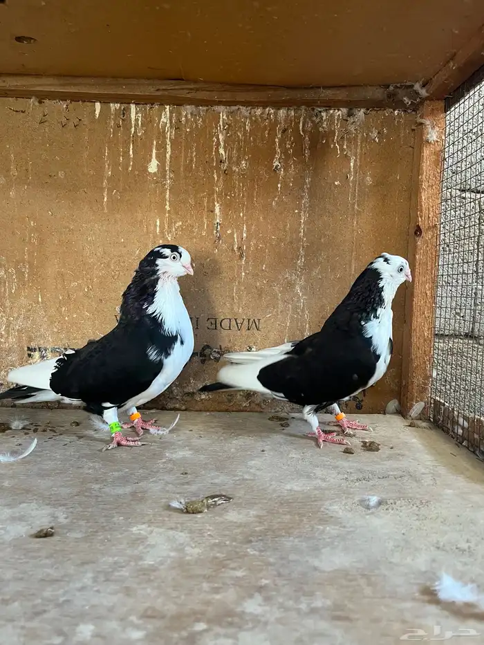 زوج حمام جلستر 2