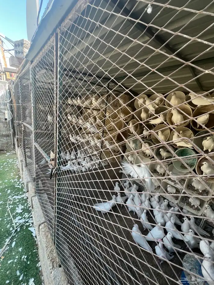 حمام فرنسي لاحم الموقع الخرج 4