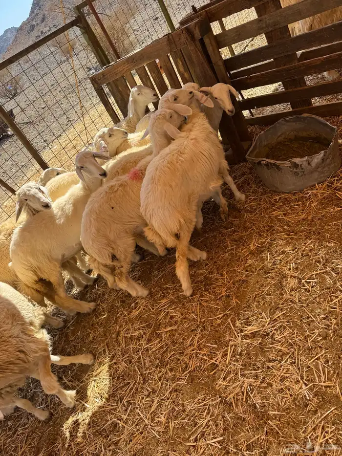 رخال حريات 4