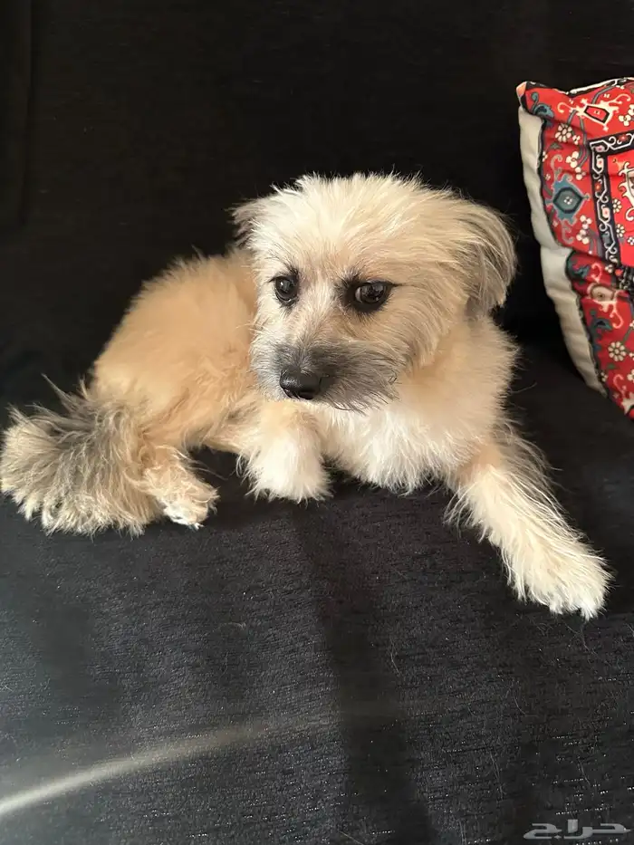 كلب اليف للبيع معه جميع اغراضه البيع سوا بالقصيم او غيرها 0